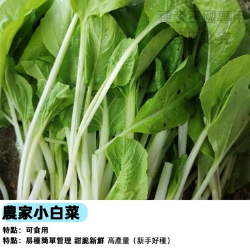 【耐熱快收】農家小白菜種子 台灣四季可種 陽台盆栽快速蔬菜 約25天採收 新手友善 家庭菜園 有機自種 免農藥青