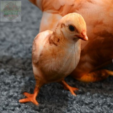 統編發票/免運 原創仿真母雞帶小雞仔動物仿真小雞仔抱枕仿真雞寶寶仿真大公雞 玩偶 娃娃 交換禮 生日 仿真娃娃