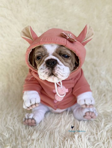 英国斗牛犬小狗 逼真的玩具 毛绒玩具