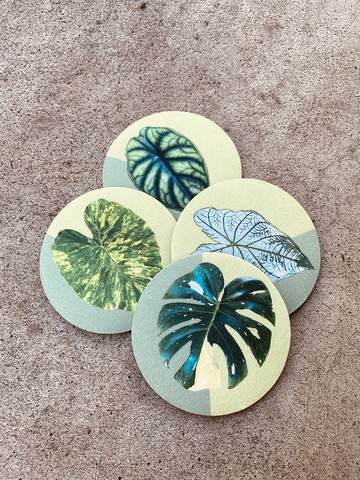 BLR 觀葉植物 吸水杯墊 四入一組 龜背芋  龍鱗 檸檬水芋 彩葉芋