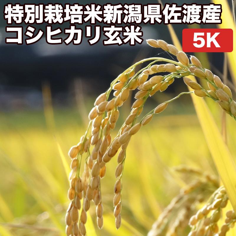 クーポンご利用で10％OFF 米 お米 5kg 減農薬 特別栽培米 コシヒカリ 新潟県 佐渡産 令和4年産 玄米（5kg×真空パック1袋） 精米無料 真空パック無料 送料無料