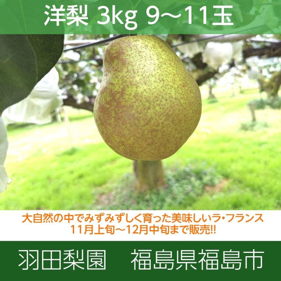 洋梨 ラ・フランス　3kg　9〜11個　秀　贈答用　福島県 洋ナシ プレゼント 《11 上旬〜11 中旬出荷》 ラフランス