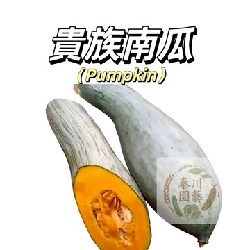 嘉義現貨（貴族南瓜種子NG-1）果肉绵密无纤维感，入口即化，甜度高，金絲栗瓜板栗南瓜粉糯甜香高產爬滿地爬藤