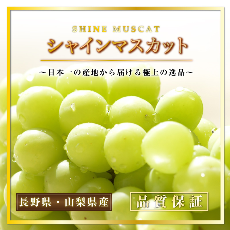 [最短順次発送]   シャインマスカット 3房 約1.5kg 約500g x3 長野県 山梨県産 マスカット ぶどう 高糖度 ギフト 贈答用 通販 秋の味覚 秋ギフト  果実ギフト