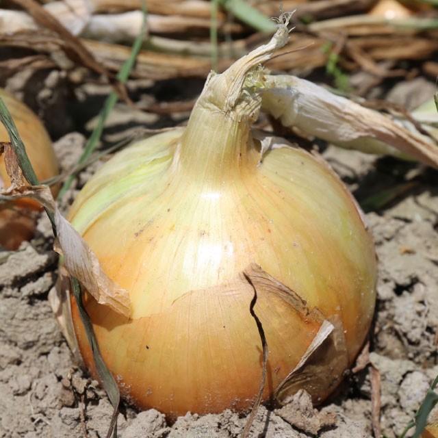 てっちゃんの淡路島たまねぎ(5kg)※包装及びのし掛け不可※発送までに最長10日ほどお時間を頂く場合がございます。