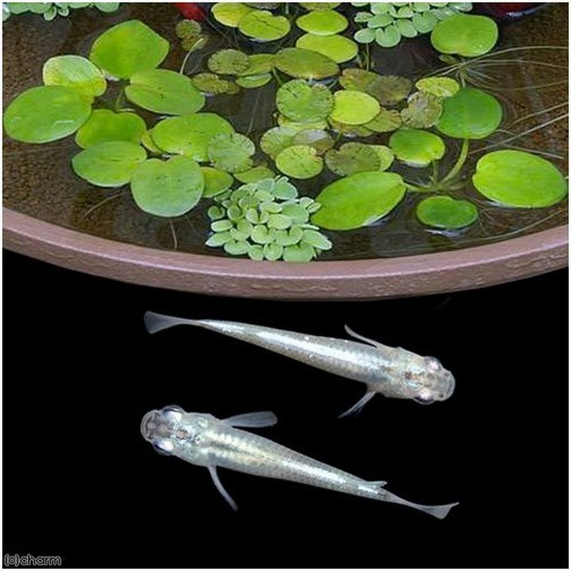 めだか 水草 幹之メダカ初心者セット 幹之メダカ ６匹 おまかせ浮き草３種セット 北海道 九州航空便要保温 通販 Lineポイント最大0 5 Get Lineショッピング