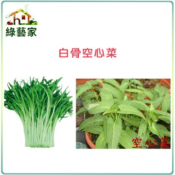 【綠藝家】大包裝A24.白骨空心菜種子350克(約7000顆) (白骨種蕹菜) 蔬菜種子 葉菜種子
