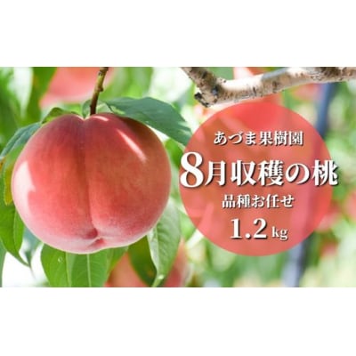 もも　8月収穫の桃　約1.2kgNo.2328