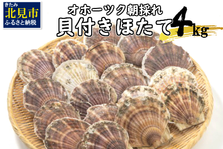 オホーツク貝付きほたて 3kg(15枚～25枚)( 海鮮 魚介 魚介類 貝 貝類 ホタテ ほたて 帆立 殻付き 貝柱 贈答 ギフト 贈り物 お中元 お祝い BBQ バーベキュー