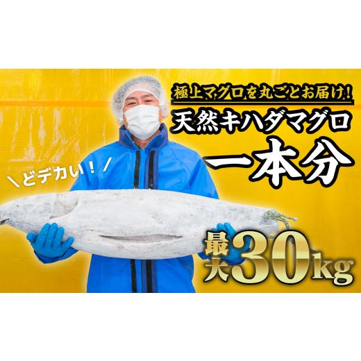 ふるさと納税 三重県 尾鷲市 マグロを丸ごと！尾鷲もちもちキハダマグロ（最大30kgサイズ）１匹分セット　CH-73