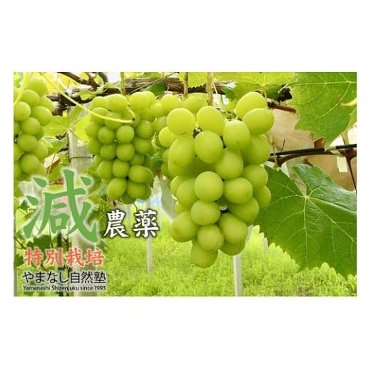 ふるさと納税 山梨県 甲斐市 『特別栽培』自然塾夏のシャインマスカット（約1.2kg）　[山梨 シャインマスカット]