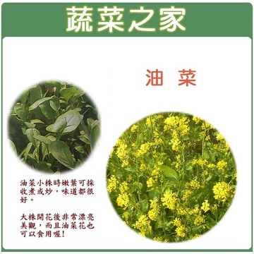 【蔬菜之家】A16.油菜種子(共有2種包裝可選)