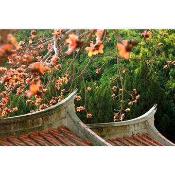 金門旅遊｜38女王節｜春遊賞花趣~金門總兵署木棉花．尋找金色小麥田．瓊林聚落3日｜台中出發_26TI301KAF