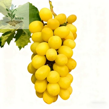青禾園藝（黃香蜜葡萄種子）PT-8 爬藤黃葡萄~高糖量成熟早~玫瑰香味歐美品種耐熱南北部種植庭院水果種子#Grape
