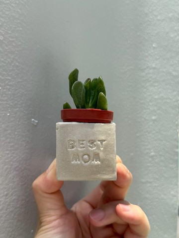 BEST MOM。 媽媽棒棒。母親節多肉磁鐵盆栽