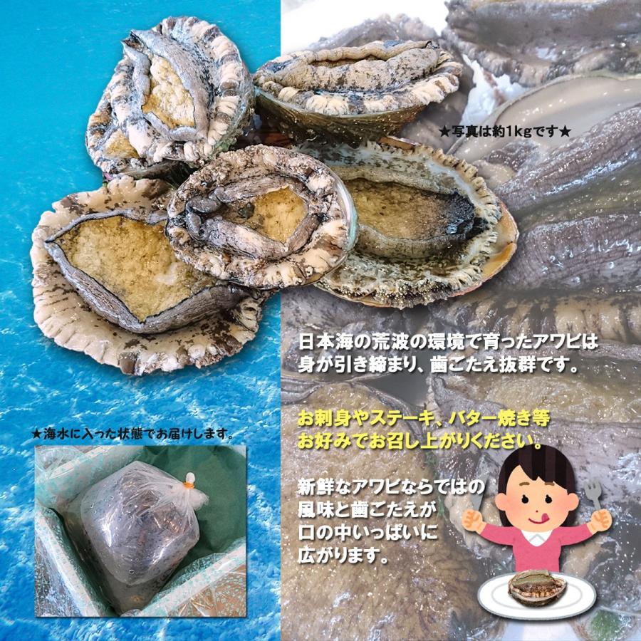 新潟産 天然 活アワビ・あわび 500g 訳あり