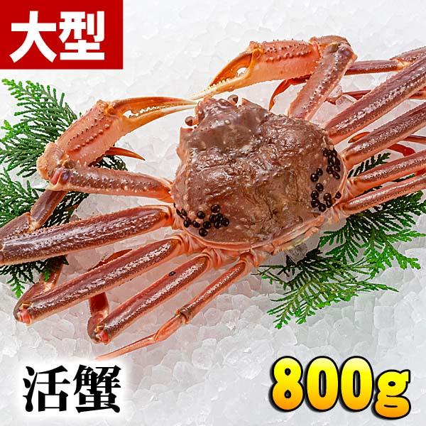 活ズワイガニ　800g(大サイズ)　茹でたてなら到着後、すぐ食べられる未冷凍のズワイ蟹です。活カニ 活け松葉蟹 本ズワイカニ