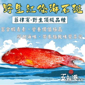 【運氣紅紅火火組】五朝港水產-大尾野生紅條海石斑 已三去 (480克±10%/隻)共3隻