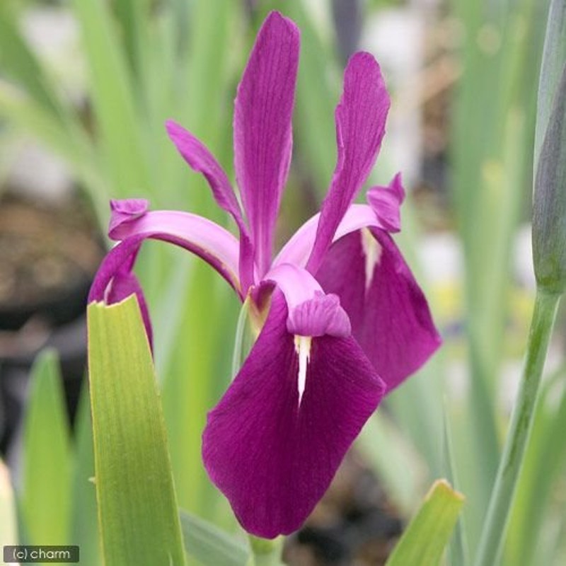 ビオトープ）水辺植物 カキツバタ 袖の香（ソデノカオリ）紅紫花（１ポット）（休眠株） 通販 LINEポイント最大0.5%GET | LINEショッピング