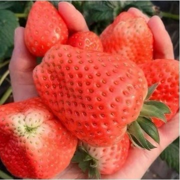 🍓現貨（21 款草莓種子 100 粒）紅顏草莓｜奶油草莓｜黃心草莓｜爬藤草莓 四季開花結果 遇土就活 陽台盆栽水果種子