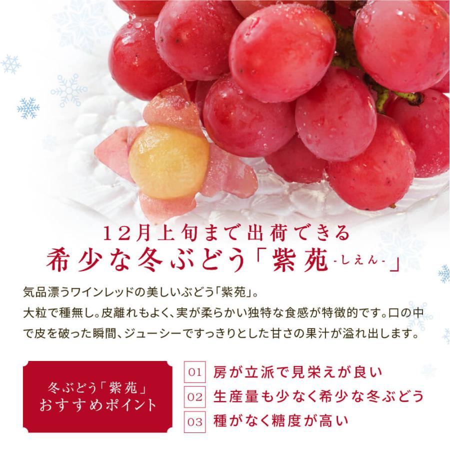 11月上旬頃より発送 送料無料 ギフト プレゼント フルーツ 葡萄 ぶどう 岡山県産 紫苑 赤秀品 1房入り 約800g 化粧箱入り