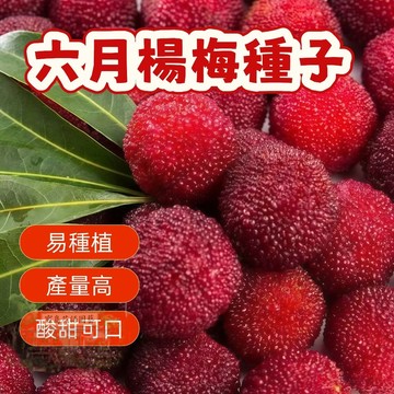 💥 六月楊梅種子 純甜楊梅種子 今年新籽 發芽率高 產量高 適應性強 長勢旺盛  營養豐富 新手易種易活