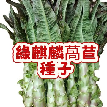 台灣綠麒麟萵苣種子 俗名綠火焰萵苣 脆嫩快收葉菜 家庭陽台盆栽種植 好種易活 可持續採收 蔬菜種籽 居家園藝