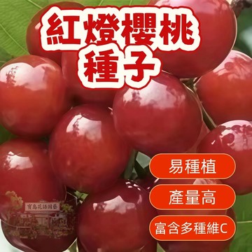 🍒（紅燈櫻桃種子）當季新籽 發芽率高 新手好種易活 產量高 香甜可口 營養豐富 陽台庭院盆栽#超優惠