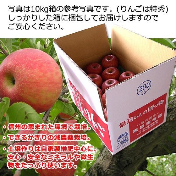 まるかじり サンふじ 訳あり小玉 約10kg 36〜48玉 送料無料 リンゴ