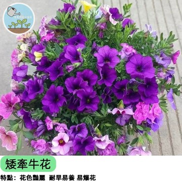【爆花首選】矮牽牛花種子 吊掛陽台盆栽必備 四季開花不斷 草花皇后 易種好照顧 蜜源植物 花色豐富 園藝新手推薦