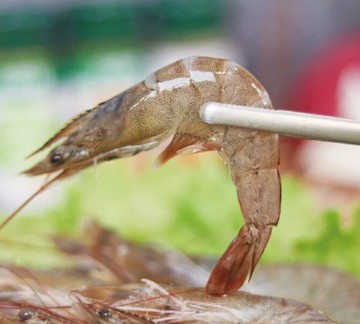 【有心肉舖子】好水蝦-白蝦300g-6入組