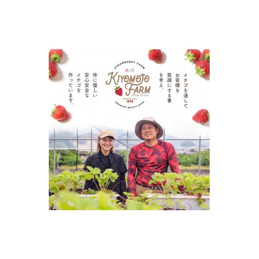 ふるさと納税 熊本県 玉名市  熊本 たまな産 イチゴ ゆうべに 約1000g （250g×4パック）