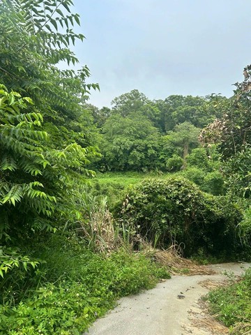 寶山平價版迷你農園b｜新竹縣寶山鄉雞油凸段八分寮小段