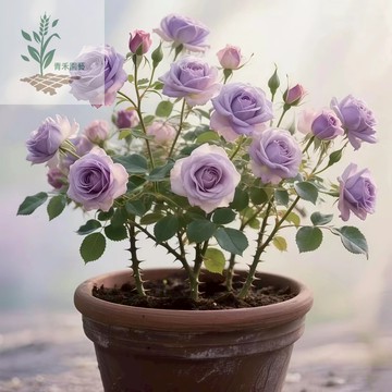 青禾園藝 新品-日本小灌木微型小兔月季花花苗濃香型陽臺盆栽四季微型玫瑰迷你盆栽種子Rose