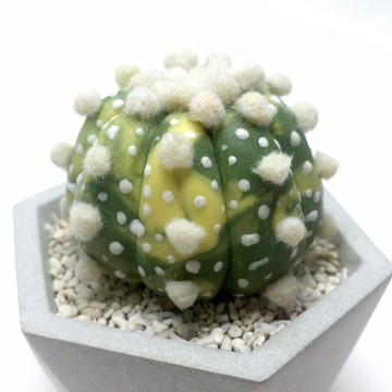 仿生黏土多肉植物 兜錦