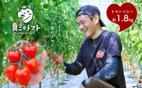 坂本農園のミニトマト・トマトベリー 約1.8kg
