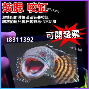 ✨台灣出貨✨雷龍魚專用訓魚鏡 透視單麵鏡子 雙麵透明鏡子 訓魚鏡 泰國鬥魚訓練鏡 訓魚鏡子包邊防摔雙面鼓腮咬缸 防刮高清