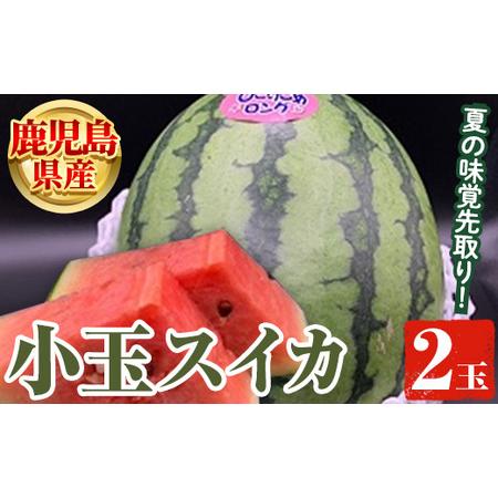 ふるさと納税 ＜先行予約受付中！2024年4月下旬より順次発送＞鹿児島県産 小玉スイカ(2玉) 国産 果物 スイカ すいか 西瓜 フルーツ スイーツ.. 鹿児島県阿久根市