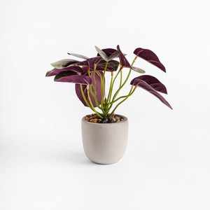 波特仿真盆栽 孔雀竹芋 23cm