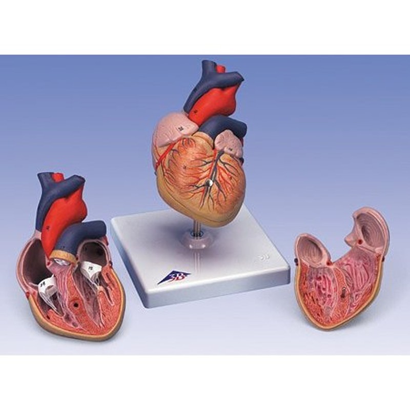 3B社 人体模型 心臓模型 心臓2分解モデル (g08) 鍼灸 模型 | LINE 