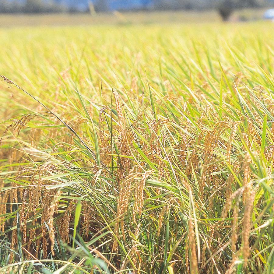 宮城県産 ひとめぼれ 5kg×2送料込み（離島は配送不可）  (3300044)