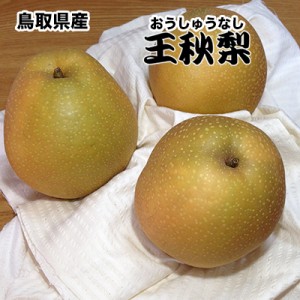 梨 なし ナシ 5Kg 鳥取県産王秋梨　約5Kg　赤秀クラス ギフト 秀品 贈答用 11月中旬頃から