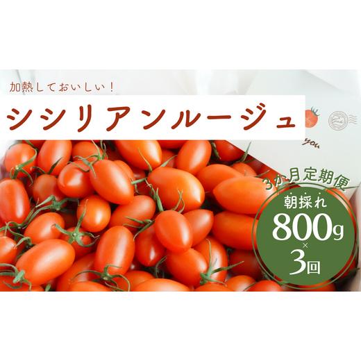 ふるさと納税 千葉県 八街市 げんき農場の朝採れシシリアンルージュ 800g×3回