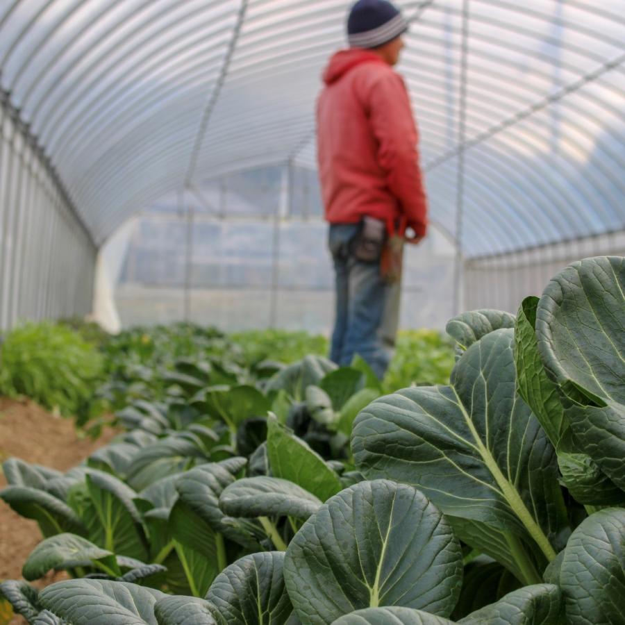 びわ湖が恋する野菜たち　Lサイズ　環境負荷の少ない農法　野菜セット　農家直送