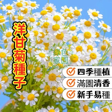 💥蝦皮熱銷💥超低價 【洋甘菊種子】療癒香草必備！清新小白花綻放，香氣舒緩身心，打造專屬夢幻香草園～現貨速發！