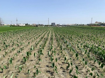 吉祥順帆897美田｜台中市大甲區渭水段