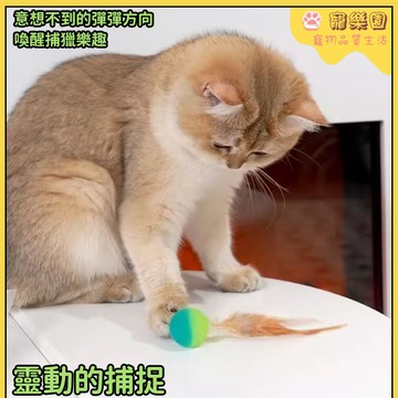 🐱貓咪羽毛彈力球 🐾貓咪玩具 寵物玩具 幼貓解悶玩具 貓咪自嗨神器 逗貓棒 逗貓球 寵物互動玩具 貓貓益智玩具 寵物用品