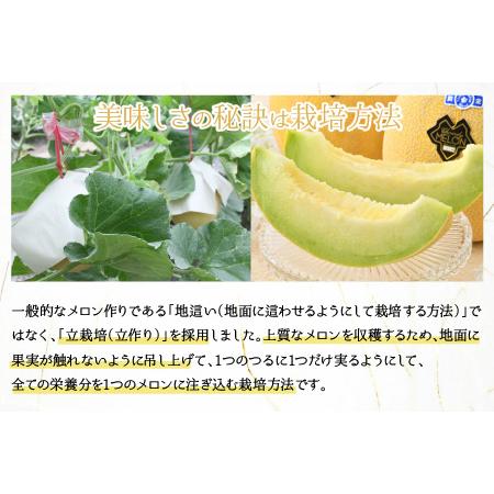 ふるさと納税 特許庁 商標登録品 スタンド黄金メロン 3L×2玉（約1.8kg×2玉）／ 期間限定 果物 フルーツ 高級メロン マ.. 福井県あわら市