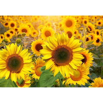 In-Picture 向日葵海報 韓國製造  50 x 70cm  無框