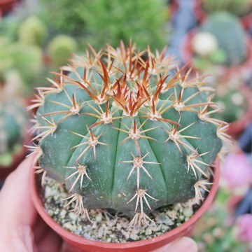 【荳荳多肉】【圓錐花座球】喬遷│送禮│升遷│多肉植物